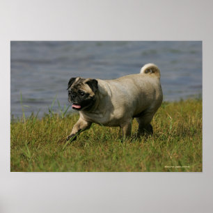 Mops, der nahe Wasser spielt Poster