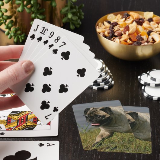 Mops, der nahe Wasser spielt Spielkarten (In Situ)