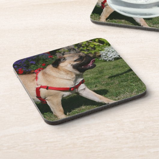 Mops, der rotes Geschirr trägt Getränkeuntersetzer (Linke Seite)