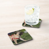 Mops, der rotes Geschirr trägt Getränkeuntersetzer (Rechte Seite)