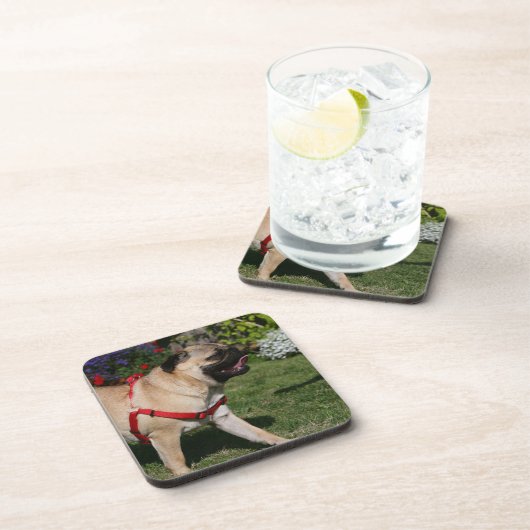 Mops, der rotes Geschirr trägt Getränkeuntersetzer (Rechte Seite)