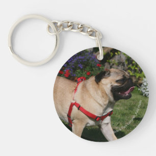 Mops, der rotes Geschirr trägt Schlüsselanhänger