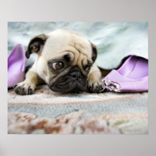 Mops, der unschuldig aussieht poster