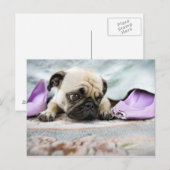 Mops, der unschuldig aussieht postkarte (Vorne/Hinten)