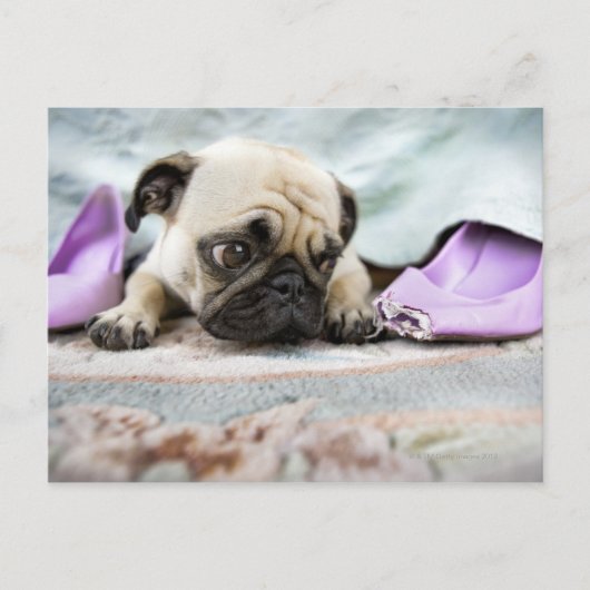 Mops, der unschuldig aussieht postkarte (Vorderseite)
