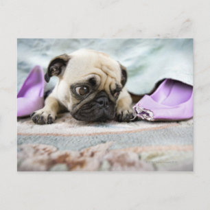Mops, der unschuldig aussieht postkarte