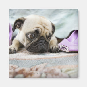 Mops, der unschuldig schaut, nachdem weg die Zehe Magnet