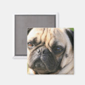 Mops Dog Breed Magnet (Vorderseite/Rückseite)