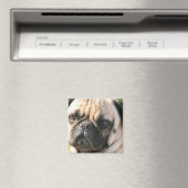 Mops Dog Breed Magnet (In Situ (Geschirrspüler))