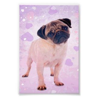 Mops Dog Fotodruck