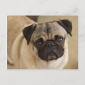 Mops DOG PUP Postkarte (Vorderseite)