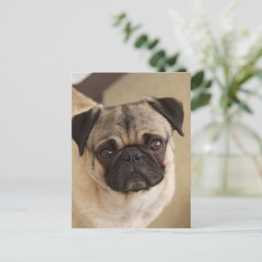 Mops DOG PUP Postkarte (Stehend Vorderseite)