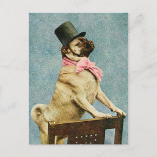 Mops Dog Tophat Postkarte