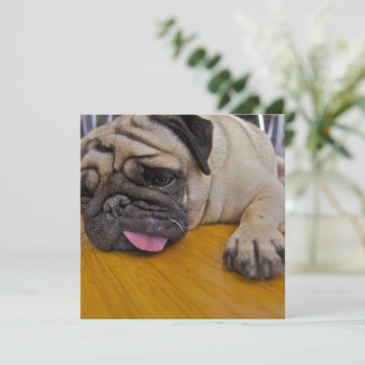 Mops eine zu viele Einladung (Stehend Vorderseite)