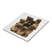 Mops Fliese (Seite)