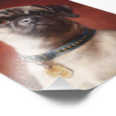 Mops-Foto Fotodruck (Ecke)