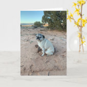 Mops Geburtstagskarte, sarkastische Karte (Gelbe Blume)