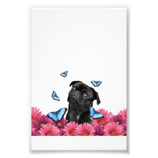 Mops Gerbera Butterflies | Niedlicher Schwarzhund Fotodruck (Vorne)