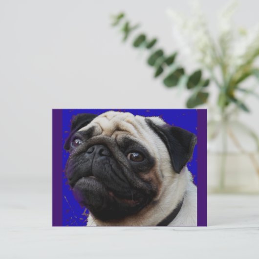 Mops—Geschenke—Verliebtes Gesicht Postkarte (Stehend Vorderseite)