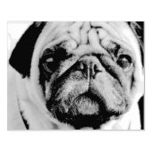 Mops Gummistempel (Prägung)