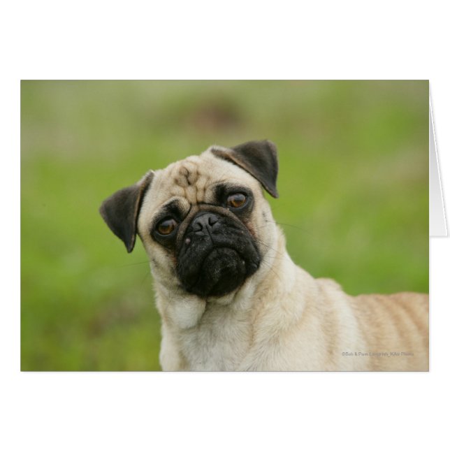 Mops Head Cocked Blick auf Kamera (Vorderseite (Horizontal))