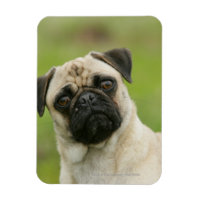 Mops Head Cocked Blick auf Kamera