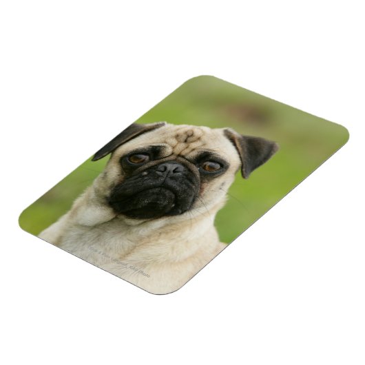 Mops Head Cocked Blick auf Kamera Magnet (Linke Seite)