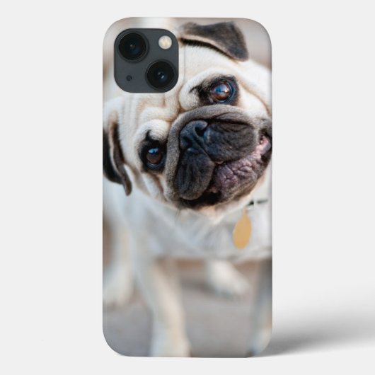 Mops Head Tilt Case-Mate iPhone Hülle (Rückseite)
