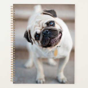 Mops Head Tilt Planer