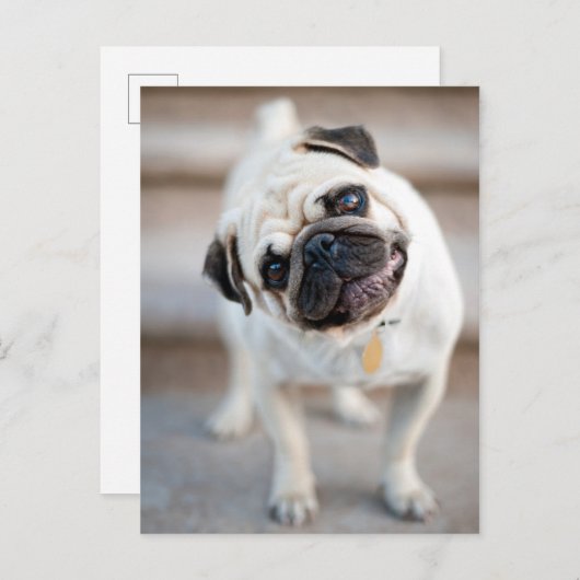 Mops Head Tilt Postkarte (Vorne/Hinten)