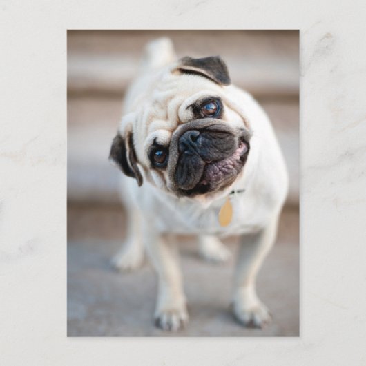 Mops Head Tilt Postkarte (Vorderseite)