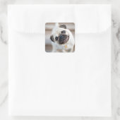 Mops Head Tilt Quadratischer Aufkleber (Tasche)