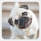 Mops Head Tilt Quadratischer Aufkleber (Vorderseite)