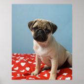 Mops Heart Puppy Poster (Vorne)