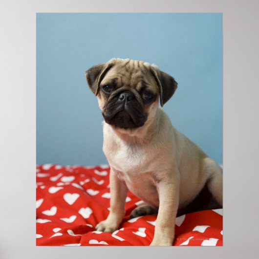 Mops Heart Puppy Poster (Vorne)