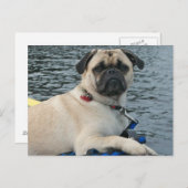 Mops Hund auf dem Wasser Postkarte (Vorne/Hinten)
