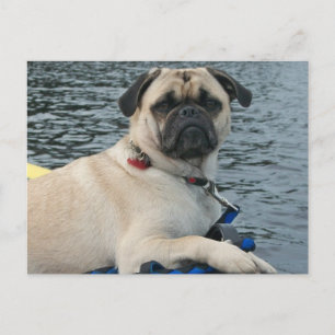 Mops Hund auf dem Wasser Postkarte