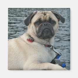 Mops Hund auf dem Wassermagnet Magnet