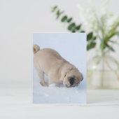Mops Hund, der den Winterschnee spielt Postkarte (Stehend Vorderseite)