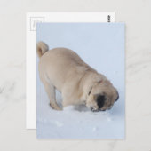 Mops Hund, der den Winterschnee spielt Postkarte (Vorne/Hinten)