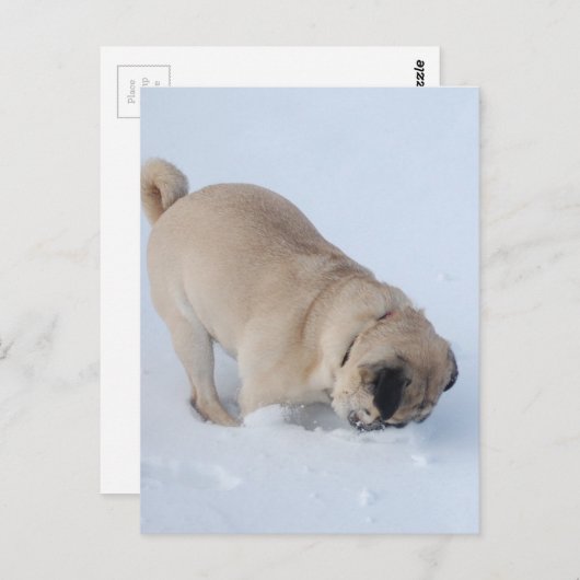 Mops Hund, der den Winterschnee spielt Postkarte (Vorne/Hinten)