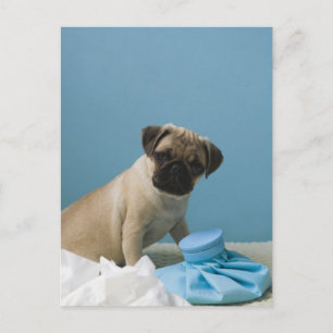 Mops-Hund, der mit einer Heißwasserflasche im Bett Postkarte