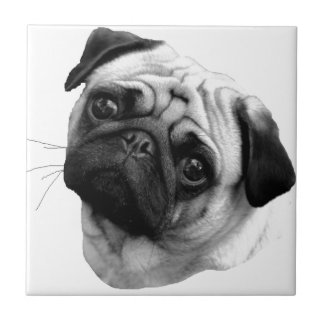 Mops-Hund Fliese