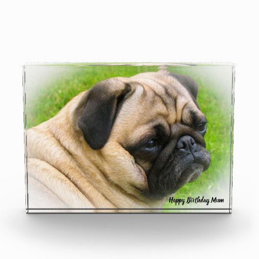 Mops Hund. Fotoblock (Vorderseite)