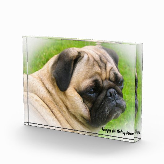 Mops Hund. Fotoblock (Rechts)