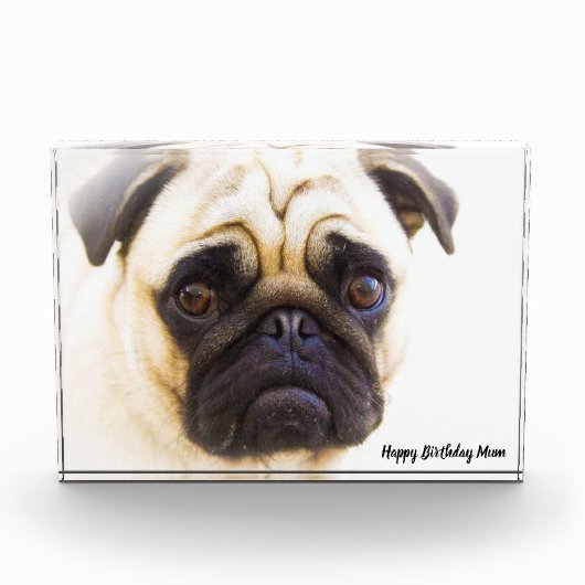 Mops Hund. Fotoblock (Vorderseite)