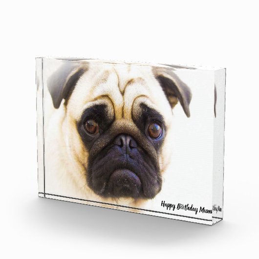 Mops Hund. Fotoblock (Rechts)