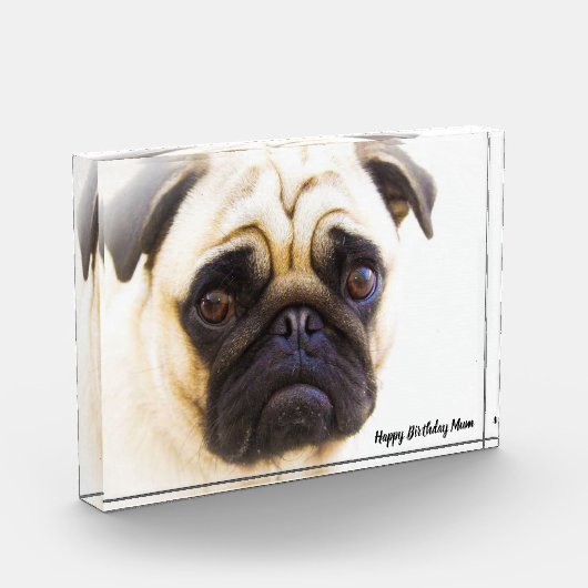 Mops Hund. Fotoblock (Links)