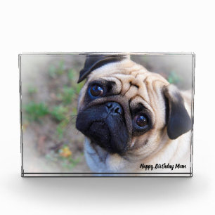 Mops-Hund. Fotoblock