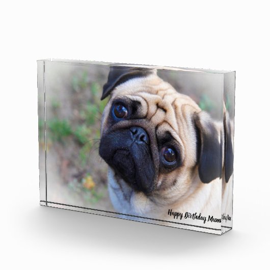 Mops Hund. Fotoblock (Rechts)